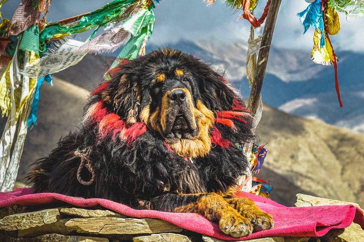 Tibetan Mastiff
