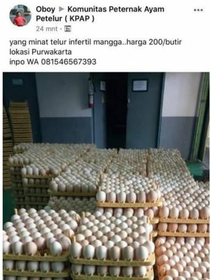 telur ayam infertil atau telur HE