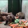 Dua Bayi Beruang Coklat Lahir di Taman Safari Prigen Pasuruan