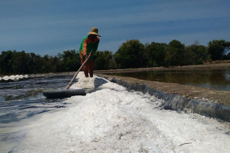 Petani garam di Pamekasan Madura usul kepada pemerintah segera merevisi harga pokok pembelian (HPP) garam untuk meningkatkan kesejahteraan petani garam