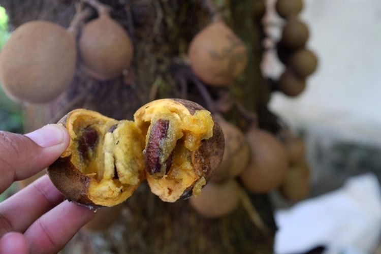 Ilustrasi buah kepel