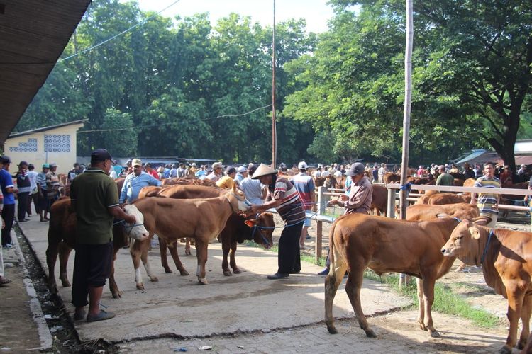 Dampak Efisiensi, Pasar Hewan Rusak Parah di Ngawi Batal Diperbaiki