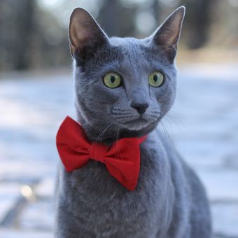 Ilustrasi ras kucing Russian Blue. 