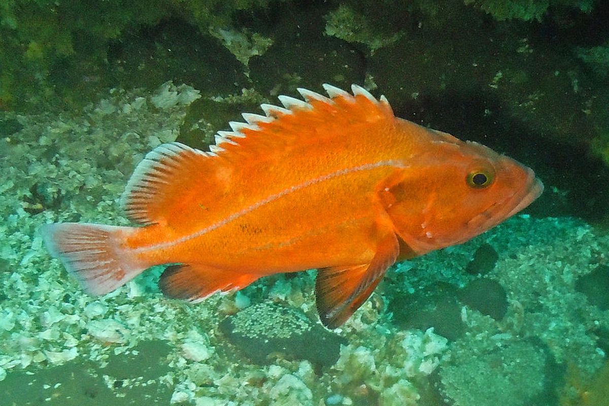 Ikan Rockfish adalah salah satu ikan laut dalam. Studi menemukan gen umur panjang yang dimiliki ikan tersebut mampu membuatnya hidup hingga 200 tahun. Rahasia umur panjang ikan ini dapat memberi manfaat kesehatan bagi manusia.