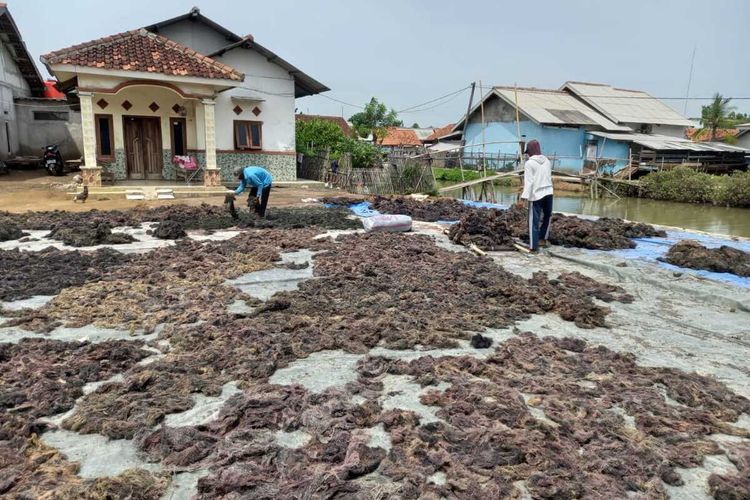 Pengolahan produk rumput laut Koperasi Mina Agar Makmur di Karawang, Jawa Barat.