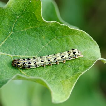 Spodoptera litura atau ulat grayak, salah satu hama tanaman cabai.