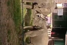 Heboh Video Kawanan Gajah Masuk Permukiman Warga di Perbatasan RI–Malaysia, Begini Penjelasan Camat
