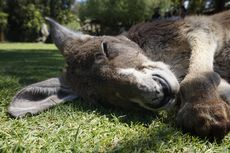 Ketagihan Diberi Wortel, Kanguru di Australia Serang Turis