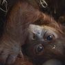 Harapan Orangutan di Tengah Ancaman Kepunahan: Sains, Politik, Publik 