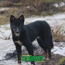 Foto Viral Anjing Bernyanyi di Papua, Tak Bisa Menggonggong dan Dianggap Sakral