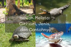 Hewan Melata: Ciri-ciri, Jenis, dan Contohnya