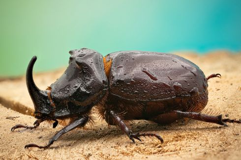 5 Cara Mengendalikan Hama Kumbang Tanduk pada Tanaman Kelapa