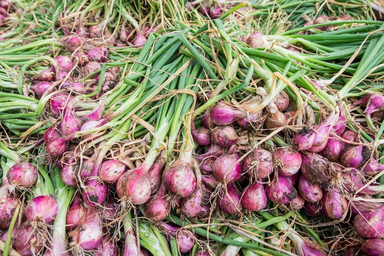 Ilustrasi bawang merah, panen bawang merah, menanam bawang merah. 