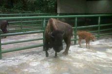 Kayla Lahir, Koleksi Bison Amerika di Taman Safari Indonesia II Bertambah