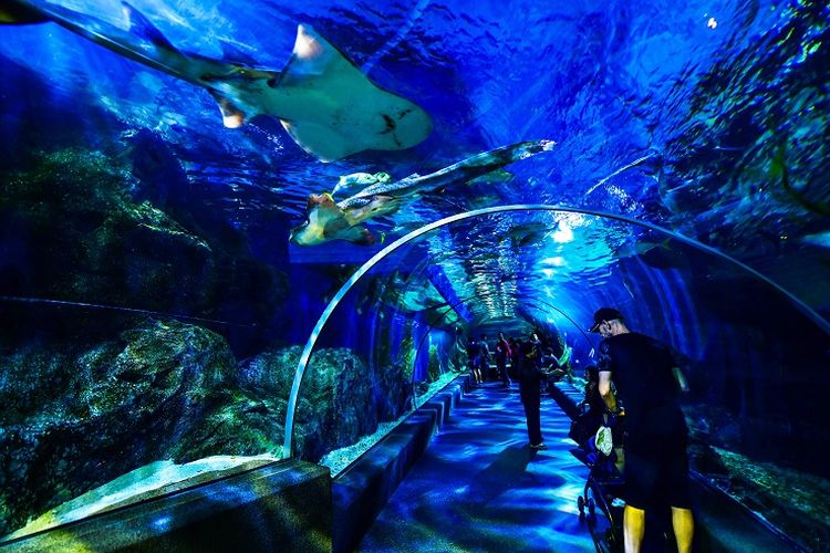 Aquarium dalam ruangan yang berada di mal Siam Paragon, Bangkok, Thailand.