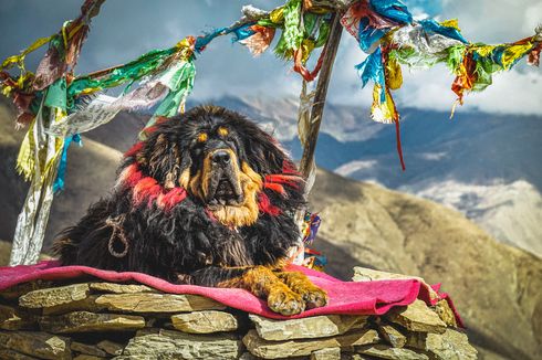 Tibetan Mastiff, Anjing Termahal di Dunia yang Mirip Singa