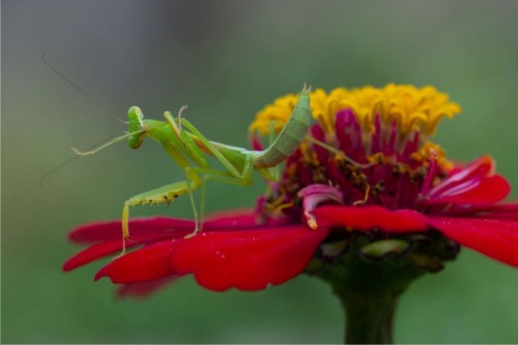 Ilustarasi fotografi makro (Dok. Shutterstock/ Yudhi Atmaja Hendra)