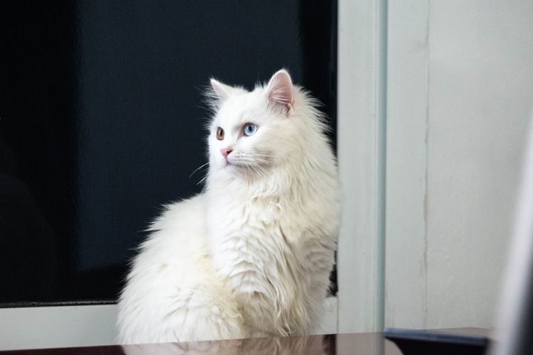 Ilustrasi kucing anggora putih.