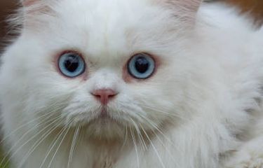 7 Ras Kucing Berbulu Tebal dan Panjang