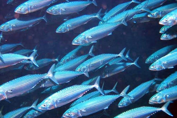 Populasi Ikan Banyar di Laut Indonesia