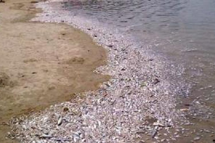 Sejumlah ikan yang mati terdampar di Pantai Ancol, Senin (30/11/2015).