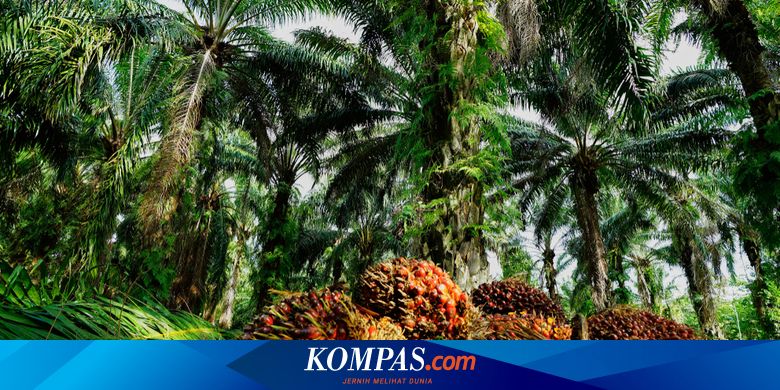 Potensi Nilai Ekspor Cangkang Sawit ke Jepang Capai 12 Juta Dollar AS - Kompas.com - Kompas.com