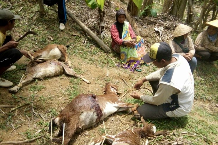 Warga menyaksikan kambing mati.  