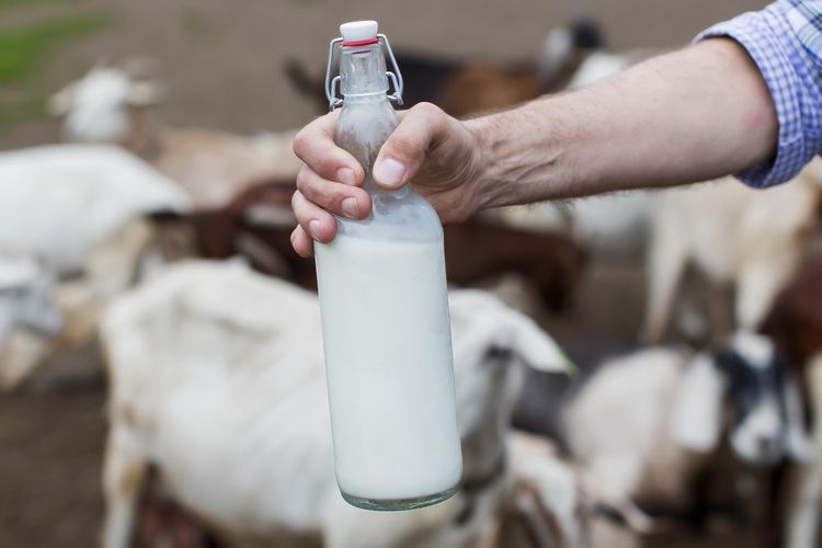 Ilustrasi memerah susu