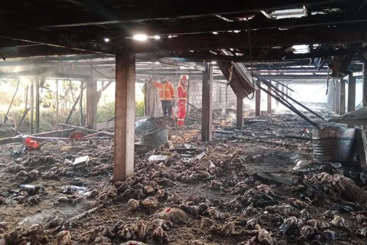Petugas pemadam kebakaran melakukan proses pembasahan usai berhasil memadamkan api yang membakar kandang ayam di Desa Cekalang, Kecamatan Soko, Kabupaten Tuban, Jawa Timur. Jumat (22/7/2022).