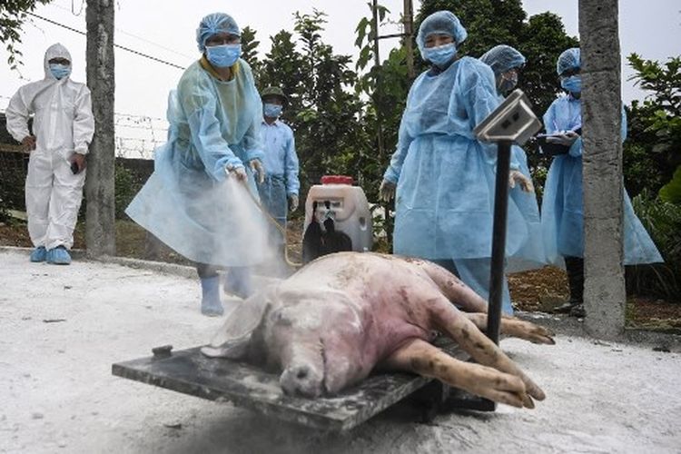 Dalam file foto yang diambil pada 27 Mei 2019, pejabat kesehatan menyemprotkan desinfektan pada babi mati di sebuah peternakan di Hanoi sebelum menguburnya di lubang karantina yang terisolasi untuk menghentikan penyebaran Demam Babi Afrika. Vietnam telah mengembangkan vaksin demam babi Afrika untuk babi dalam kemitraan dengan Amerika Serikat, dan bertujuan untuk menjadi pengekspor komersial global pertama, kata seorang pejabat pada 1 Juni 2022.