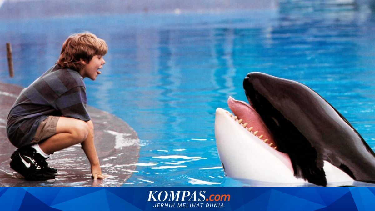Film Free Willy Akan Di-remake Sutradara Avengers
