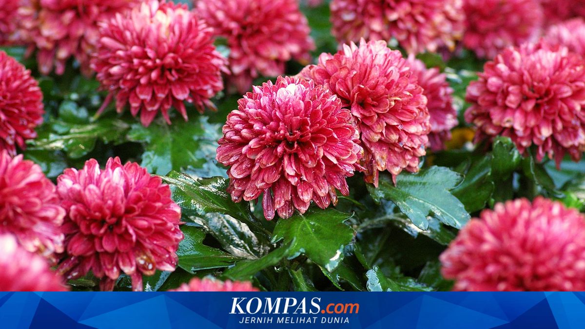 Bunga Pembawa Keberuntungan untuk Setiap Shio, Cek Daftarnya!