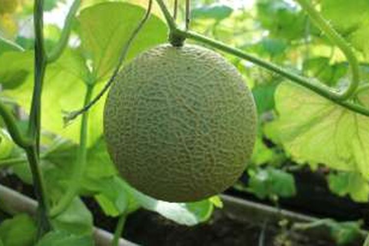 Melon yang dihasilkan petani di Ashimori, Jepang.