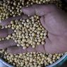 Siap-siap, Hari Ini Indonesia Dibanjiri Kedelai Impor 56.000 Ton