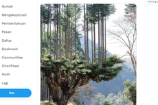 Jepang Produksi Kayu Selama 700 Tahun Tanpa Tebang Pohon, Kok Bisa?