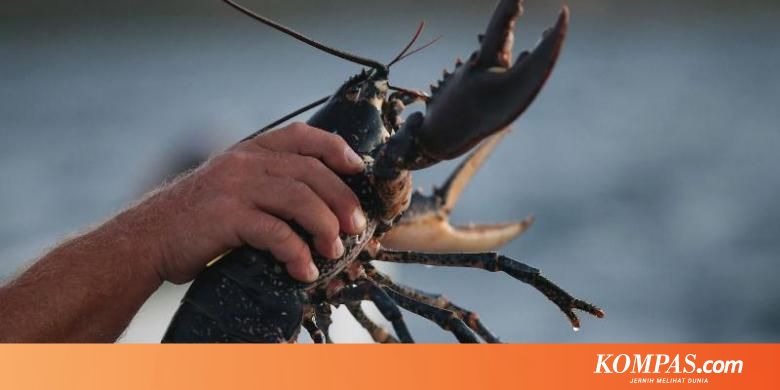 Sudah Tepatkah Kebijakan Menteri Edhy Buka Ekspor Benih Lobster?