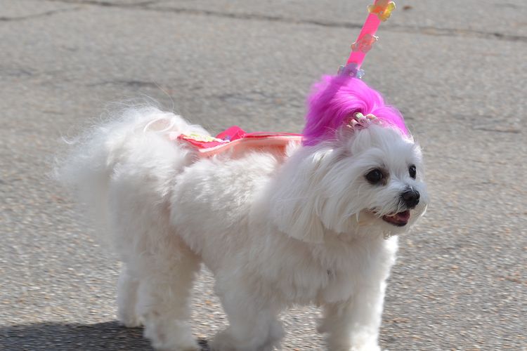 Ilustrasi anjing Maltese. 