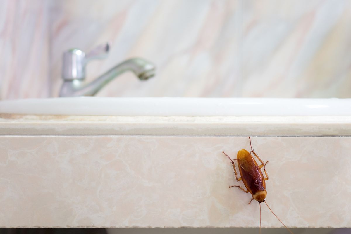 Mengapa Kamar Mandi Jadi Surga Kecoa? Ini Penyebab dan Kondisi Idealnya