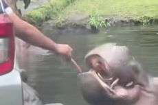 Viral, Video Pengunjung Beri Makan Kuda Nil Sampah Plastik, Taman Safari Bogor: Sedang Dicari Identitasnya