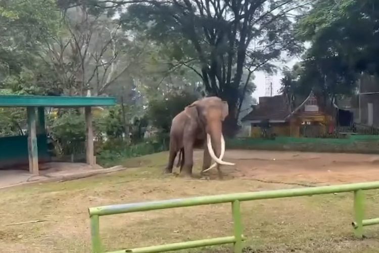 3 Hari Diamati Mahout Berpengalaman, Gajah Zidan Disebut Masih Bisa Diarahkan dan Dipulihkan