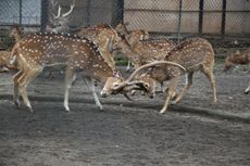 Rusa Terancam Jadi Pakan Macan, Kebun Binatang Bandung Didorong Minta Bantuan Pemerintah