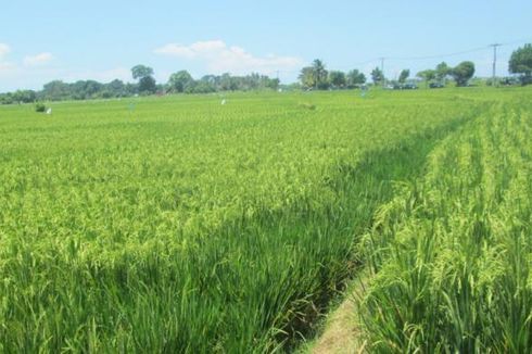 Mentan Dukung Upaya Kabupaten Madiun Lindungi Lahan Pertanian 