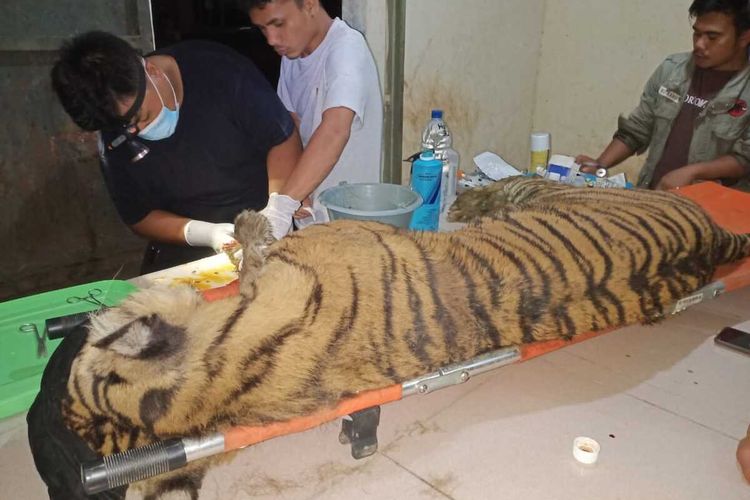 Sempat dirawat intensif selama 2,5 bulan di Barumun Nagari Wildlife Sanctuary (BNWS) harimau sumatera bernama Dewi Siundul akhirnya mati. Dewi Siundul terindikasi mengalami kadar gula tinggi.