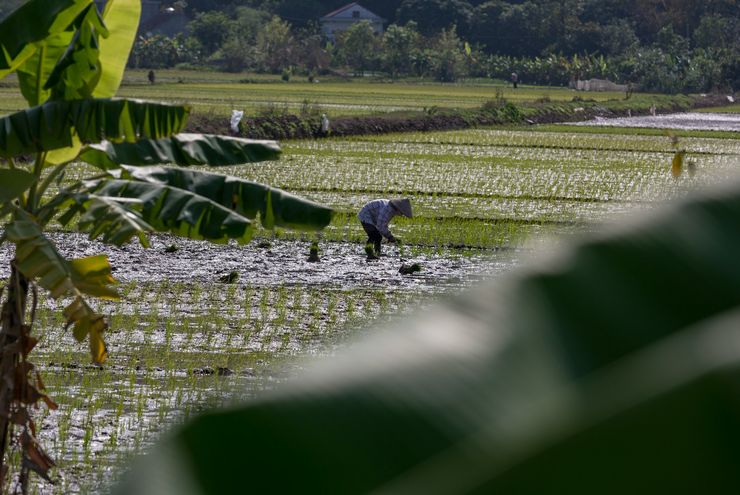 Kalender Warige Disebut Hanya 35 Persen Cocok Saat El Nino dan La Nina