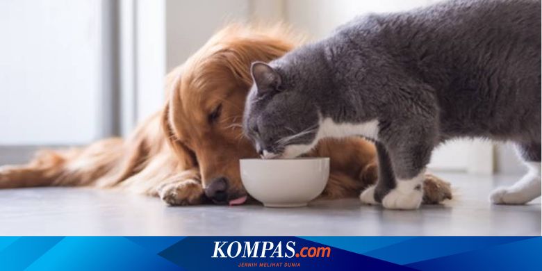 Tips Interaksi Dengan Hewan Peliharaan Di Tengah Corona Ala Pakar Ipb Halaman All Kompas Com