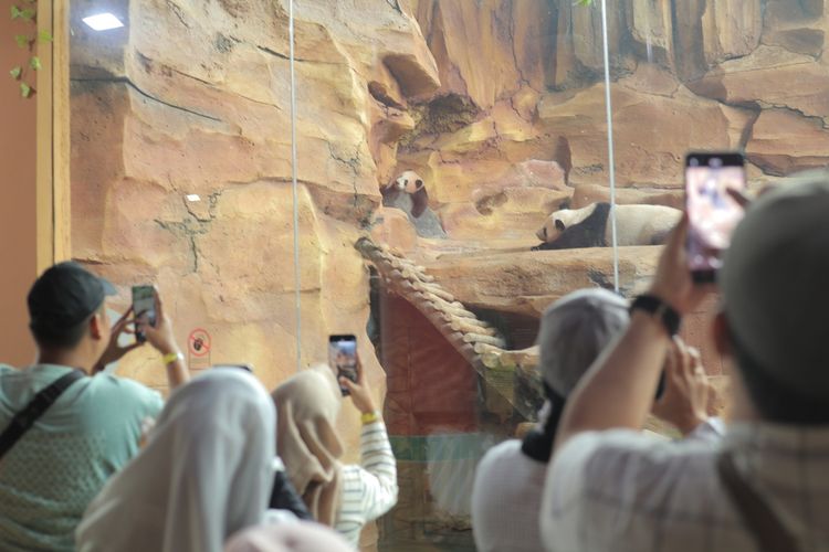 Bayi giant panda, Rio, yang diperlihatkan ke publik untuk pertama kalinya di Taman Safari Indonesia pada Minggu (30/5/2026).