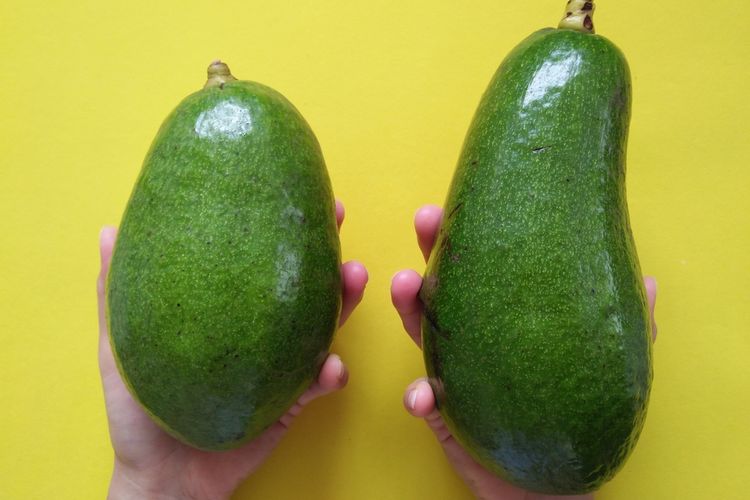 Ilustrasi buah alpukat atau giant avocado (kanan). 
