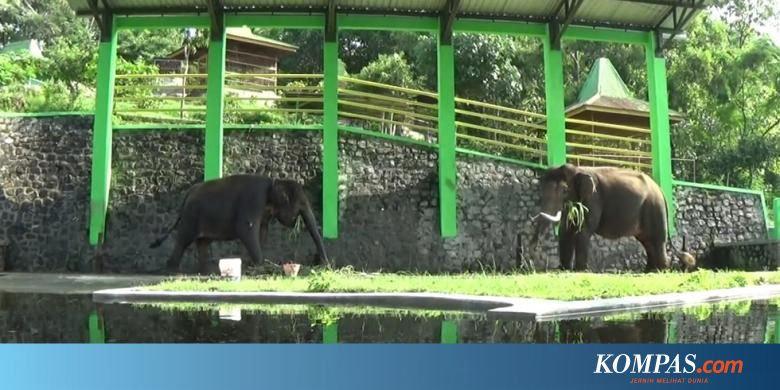 Gajah Yang Injak Dokter Hewan Di Wonogiri Pernah Dibina Di Tnwk