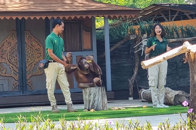 Pertunjukan Edukasi Satwa di Solo Safari, Minggu (17/12/2023).