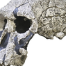 Homo Rudolfensis: Sejarah Penemuan, Ciri-ciri, dan Kehidupan